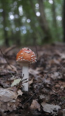 mushroom in the forest