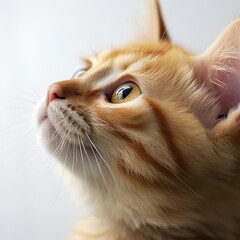 Close-up portrait of a beautiful ginger cat. Shallow depth of field. a red kitten on a white background.