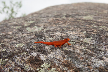 Red Eft