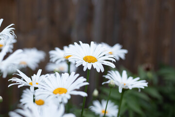 Obraz premium Daisies