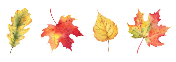 A set of autumn leaves. Watercolor illustration. Maple, oak and birch leaf. Thanksgiving day.