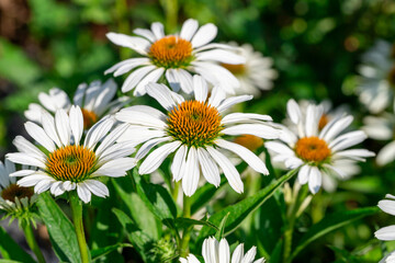 Fototapeta premium Echinacea. White coneflower on a background of green leaves.