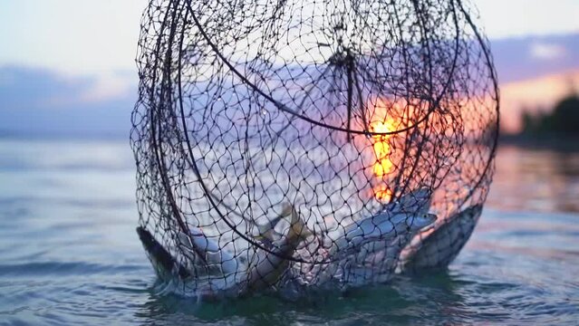 caught fish in the net against the backdrop of a beautiful sunset