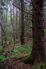 Lush woods rainforest jungle tree nature landscape scenery in Sitka Historical Park hiking trails with creeks, green bushes and vegetation in magic fairytale environment Baranof Island