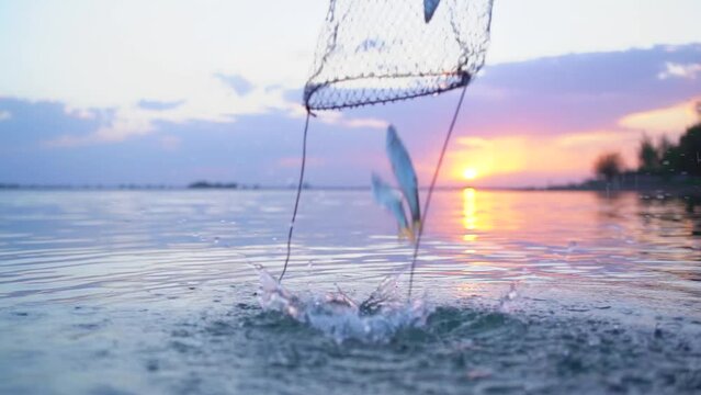 releasing fish from the net at sunset