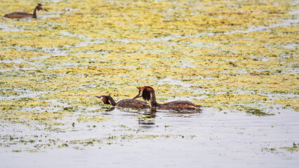 Mating games of two water birds Great Crested Grebes. Two waterfowl birds Great Crested Grebes swim in the lake with heart shaped silhouette