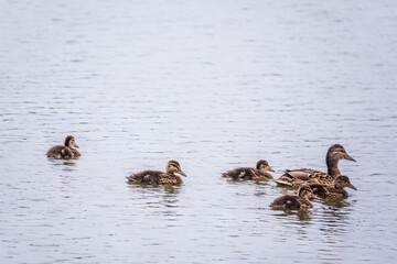 A family of ducks, a duck and its little ducklings are swimming in the water. The duck takes care of its newborn ducklings. Mallard, lat. Anas platyrhynchos