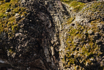 Tree bark covered with moss close up in autumn