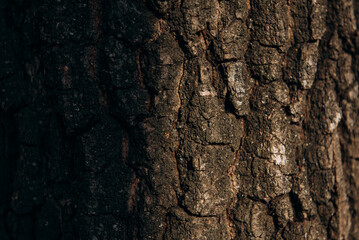 Tree bark texture in the morning