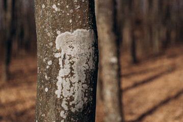 Tree bark covered with lichen close up in autumn
