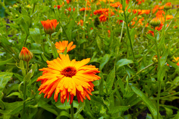 close-up shot of an orange marigold flower