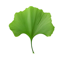 Beautiful green ginkgo biloba leaf on transparent background