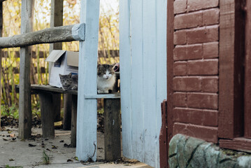 Two cats are sitting on a bench near the house