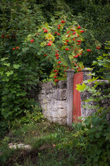 A wooden gate and a stone fence under a red viburnum bush