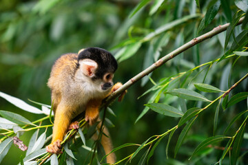 Common Squirrel Monkey in Tree