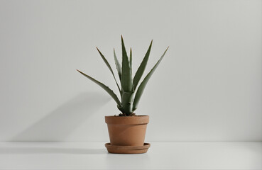 Fototapeta premium single potted plant on table white canvas background ,white studio background, white ambient background, abstract white background wall . AI Generative