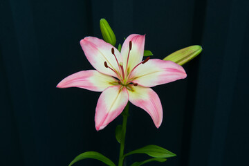 Graceful lily flower isolated on a dark background.
