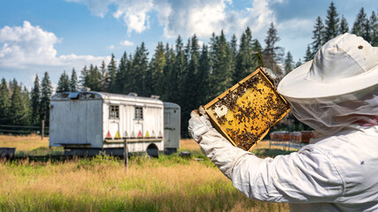 The beekeeper holds a bee frame in his hands in the apiary area.