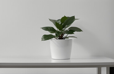 single potted plant on table white canvas background ,white studio background, white ambient background, abstract white background wall . AI Generative