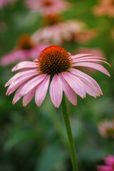 blooming purple echinacea flower on a green background