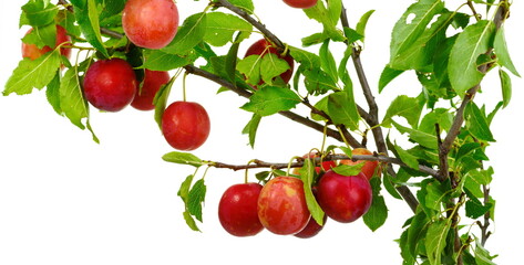 red cherry plum with green leaves isolated on white background
