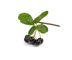 Aronia melanocarpa (black chokeberry) with leaves isolated on white background