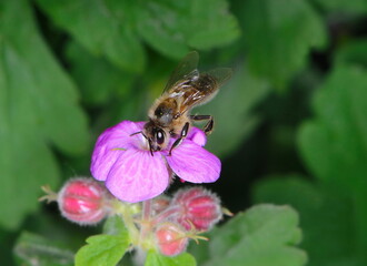 A macro shot of a bee collecting pollen from a Hardy geranium bloom. Rock Cranes-Bill, Hardy Geranium, Wild Geranium 'Czakor' (Geranium macrorrhizum)