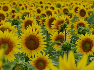 Yellow color : an infinity of flowerhead of sunflower in July