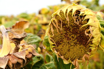Sunflower harvest season. Dry ripe sunflower close up detail - obrazy, fototapety, plakaty