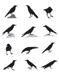 Crows Silhouette set 