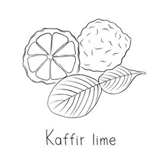 Sketch Kaffir Lime Simple Vector Illustration