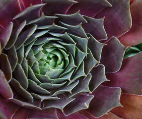 Obraz premium Background, nature. Natural background Cactus succulent plant