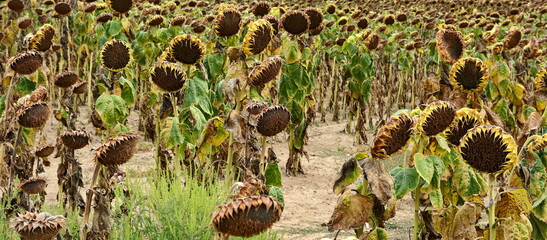 Sunflower harvest season. Dry ripe sunflower field. - obrazy, fototapety, plakaty