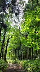 a path through a forest, a woodland path, forest, lane, trail