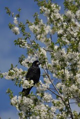 Black crow