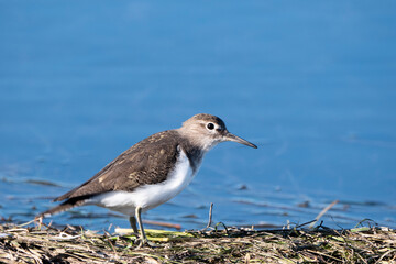 Ave lim&iacute;cola andarr&iacute;os chico - Actitis hypoleucos junto al agua