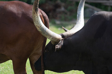 Bovine Intimacy: Two Brown-Coated Cows with Long Horns