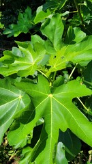 fig tree, fig leaf, Leaf