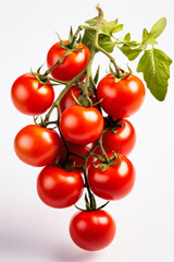 Ripe red tomatoes on the vine isolated against white background juicy and fresh 