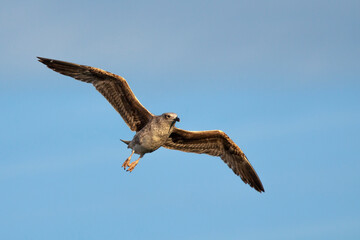 Gaviota con las alas extendidas