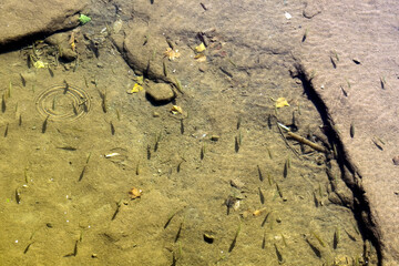 Underwater photo of small fishes swimming in the river. Selective focus.