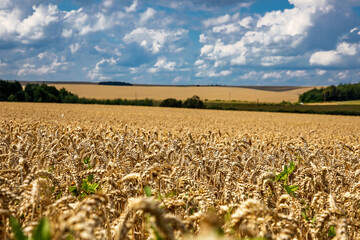 Wheat field under blue sky. Rich harvest theme. Rural landscape with ripe golden wheat. The global...