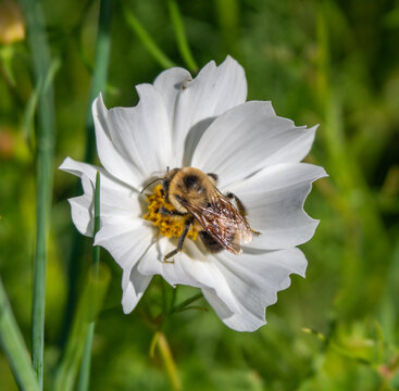 Bumble Bee Gathering Pollen on White Cosmos Flower