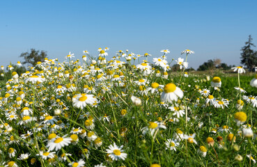 Kwiaty Polne © Sebastian