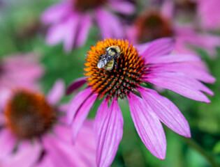 Bumble Bee Gathering Pollen on Purple Coneflower