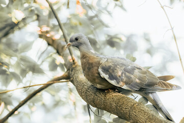 A young common wood pigeon sits on a branch on a sunny summer morning. A young common wood-pigeon close-up portrait with copyspace and beautiful feathers. 