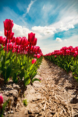 Close-up of framing pink dutch tulips holland - left