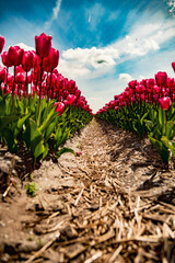 Close-up of framing pink dutch tulips holland