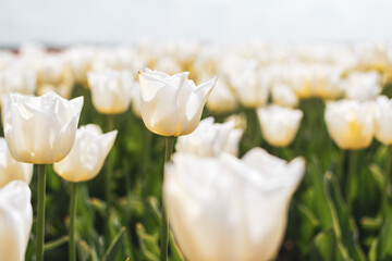 Close-up of white dutch tulips