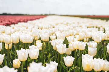 Dutch white tulips close-up zoom 